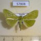 57808p Crambidae Parotis sp. Uganda $8