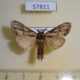 57811p Notodontiidae sp. Uganda $6