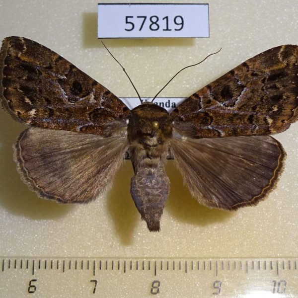 Noctuidae Tolna variegata Uganda