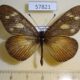 57821p Nymaphalidae Acraea lycoa Uganda $7
