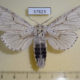 57823p Notodontiidae Cerura erminea candida f Primorye $10