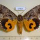 57825p Noctuidae Eudocima lequeuxi f Uganda $40