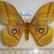 57826p Saturniidae Gonimbrasia wahlbergina Uganda $9