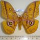 57827p Saturniidae Gonimbrasia wahlbergina Uganda $12