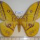 57831p Saturniidae Gonimbrasia dione Uganda $20