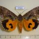 57832p Noctuidae Eudocima lequeuxi f Uganda $35