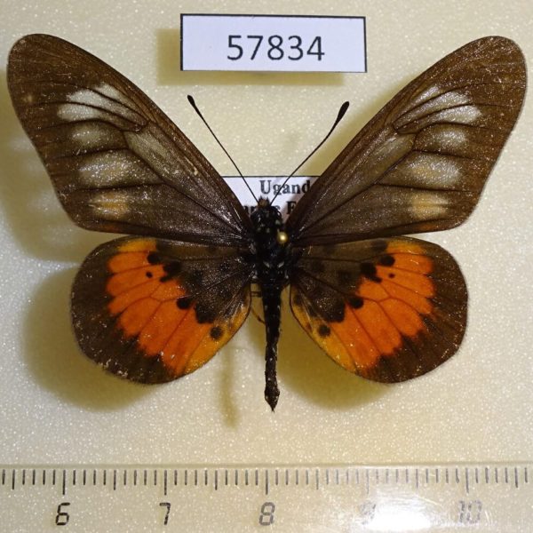 Nymphalidae Acraea peneleos pelasgius Uganda