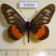 57834p Nymaphalidae Acraea peneleos pelasgius Uganda $8