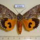 57835p Noctuidae Eudocima lequeuxi f Uganda $35