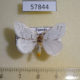 57844p Lymantridae Euproctis sp. Uganda $7
