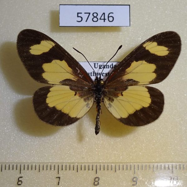 Nymphalidae Acraea cabira Uganda