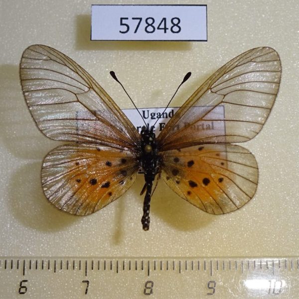 Nymphalidae Acraea orestia Uganda