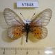 57848p Nymphalidae Acraea orestia Uganda $9
