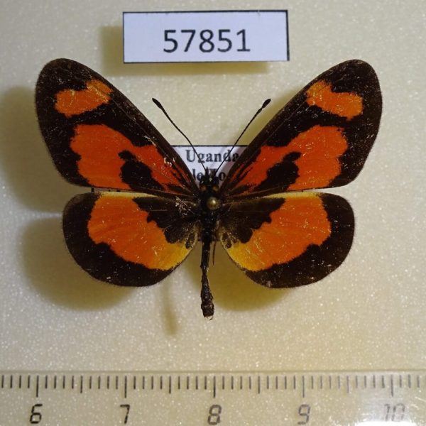 Nymphalidae Acraea alicia Uganda