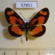 57851p Nymphalidae Acraea alicia Uganda $7