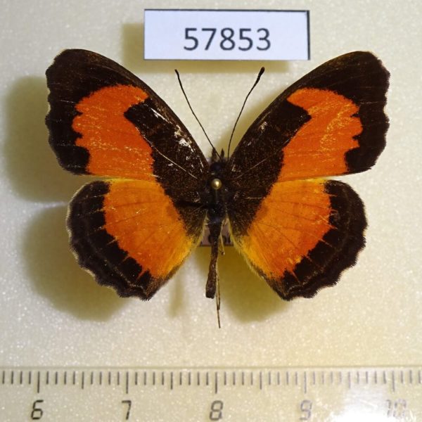 Nymphalidae Vanessula milca Uganda