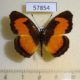 57854p Nymphalidae Vanessula milca Uganda $8