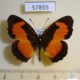 57855p Nymphalidae Vanessula milca Uganda $8
