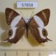 57858p Riodinidae Abisara neavei Uganda $12