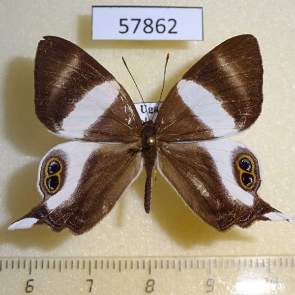 Riodinidae Abisara neavei Uganda