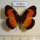 57863p Nymphalidae Vanessula milca Uganda $8