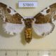 57869p Noctuidae Sciatta inconcisa f Uganda $14