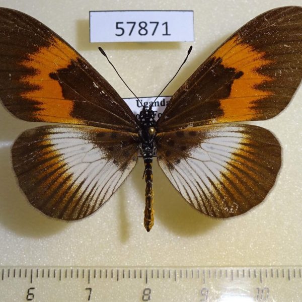 Nymphalidae Acraea sp. poggei Uganda