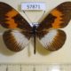 57871p Nymphalidae Acraea sp. poggei Uganda $10
