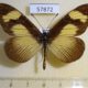 57872p Nymphalidae Acraea sp. severina Uganda $8