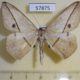 57875p Geometridae Conolophia rectistrigaria Uganda $8
