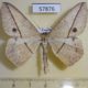 57876p Geometridae Conolophia rectistrigaria Uganda $8