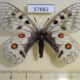 57882p Papilionidae Parnassius corybas f Khakassia rep. $20