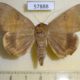 57888p Noctuidae Achaea trapezoides Uganda $12