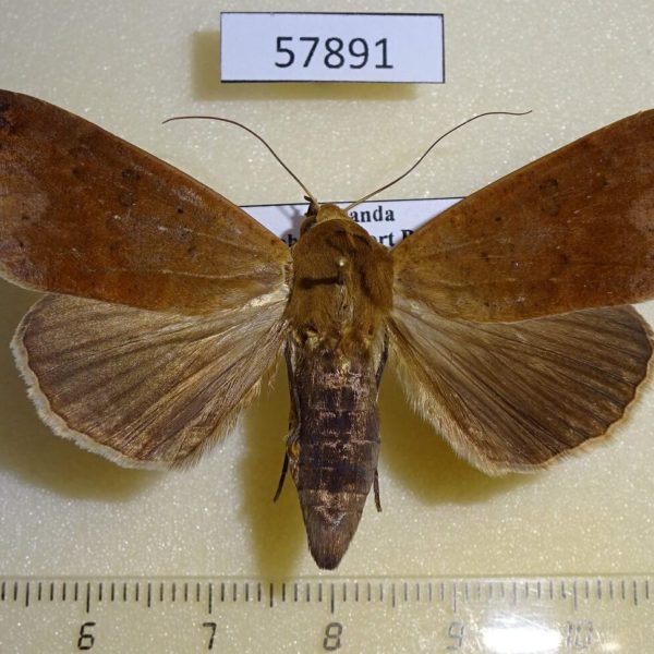 Noctuidae Ophiusa pseudotirhaca Uganda
