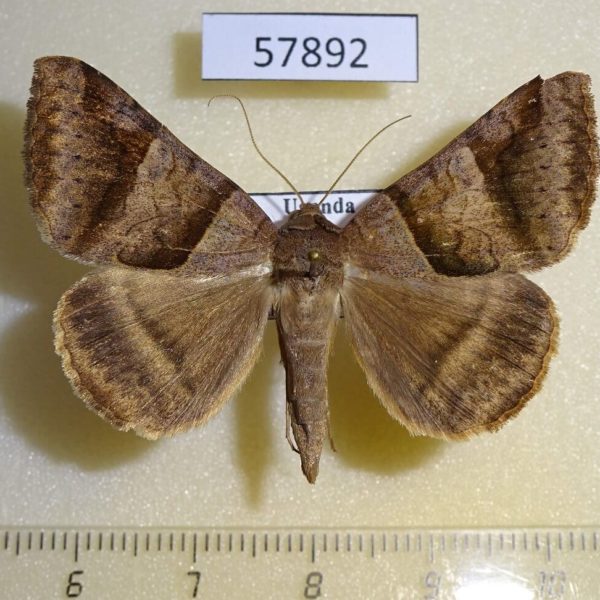Noctuidae Mocis mayeri Uganda