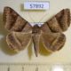 57892p Noctuidae Mocis mayeri Uganda $5