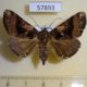 57893p Noctuidae Avatha ethiopica Uganda $9