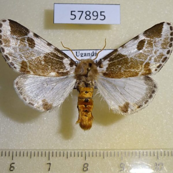 Noctuidae Sciatta inconcisa Uganda