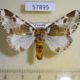 57895p Noctuidae Sciatta inconcisa Uganda $10
