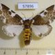 57896p Noctuidae Sciatta inconcisa Uganda $12