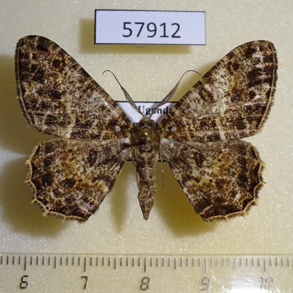 Geometridae Racotis africana Uganda