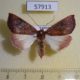 57913p Geometridae Illa sp. perquisita f Uganda $10