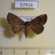 57916p Noctuidae Metaleptina sp. dileuca Uganda $6