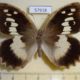 57918p Satyridae Chazara briseis f Kazakhstan $9