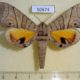 50674p Sphingidae Gynoeryx meander Madagascar $20