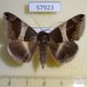 57923p Noctuidae Dysgonia torrida Uganda $9