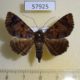 57925p Noctuidae Lophotavia chalybescens Uganda $8
