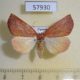 57930p Geometridae Terpnostola punctilinea Uganda $8