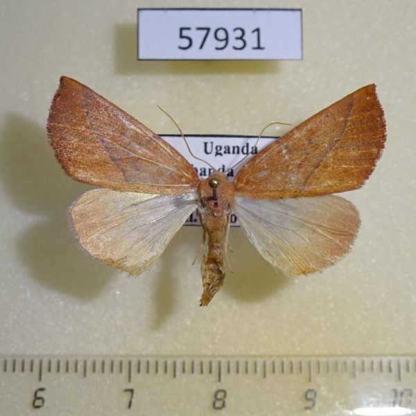 Geometridae Terpnostola punctilinea Uganda