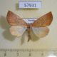 57931p Geometridae Terpnostola punctilinea Uganda $8